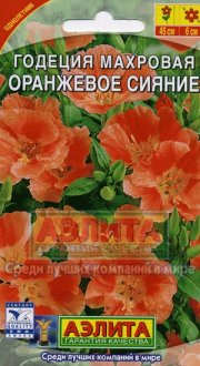 цветы Годеция Оранжевое Сияние АЭЛИТА