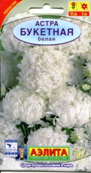 цветы Астра Букетная белая АЭЛИТА