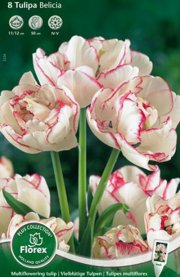 тюльпан Белиция (многоцв.)  8 шт