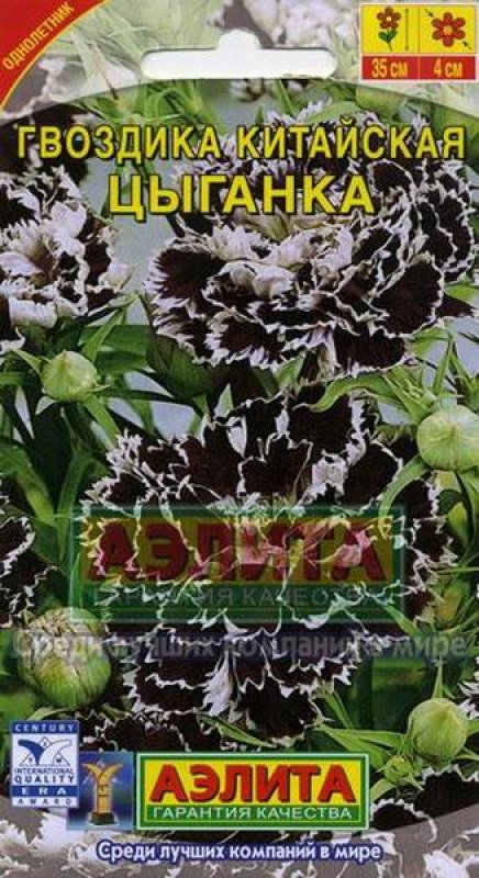 Гвоздика китайская цветов Гвоздика китайская цветов
