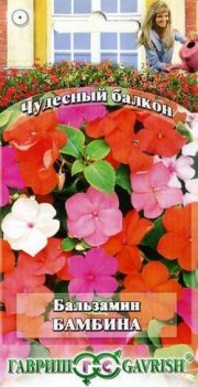 цветы Бальзамин Бамбина ГАВРИШ