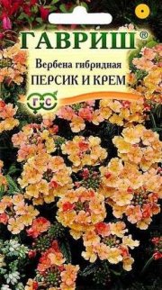цветы Вербена Персик и Крем ГАВРИШ