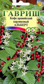 цветы Кофе Альберт Арав. карлик ГАВРИШ