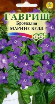 цветы Броваллия Марине Белл ГАВРИШ