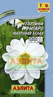 цветы Георгина Фигаро белая махров АЭЛИТА