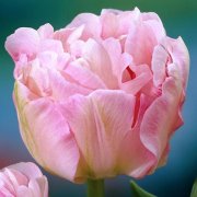 тюльпан Анжелик (махр. позд.)   10 шт