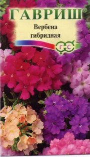цветы Вербена Романс гибридная смесь ГАВРИШ