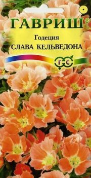 цветы Годеция Слава Кельведона ГАВРИШ