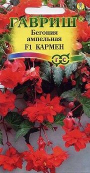 цветы Бегония ампельная Кармен ГАВРИШ