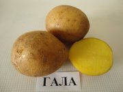 Картофель Гала 2 кг