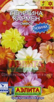 цветы Георгина Кармен,смесь АЭЛИТА