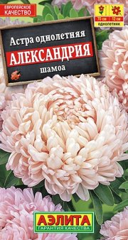 цветы Астра Александрия шамоа АЭЛИТА