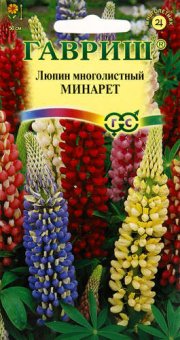 цветы Люпин Минарет ГАВРИШ