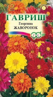 цветы Георгина Жаворонок ГАВРИШ
