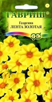 цветы Георгина Лента золотая ГАВРИШ