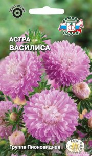 цветы Астра Василиса (пионовидная, розовая)  СЕДЕК