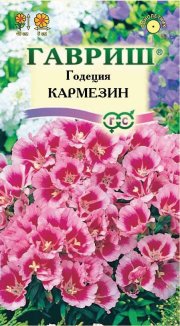 цветы Годеция Кармезин ГАВРИШ