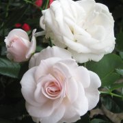 роза АСПИРИН флорибунда