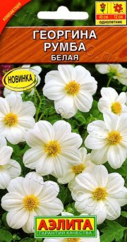 цветы Георгина Румба белая АЭЛИТА