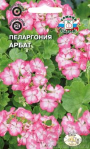 цветы Пеларгония Арбат СЕДЕК