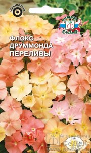 цветы Флокс Друммонда Переливы СЕДЕК