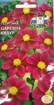 цветы Георгина Царевна Будур (пурпурная) СЕДЕК