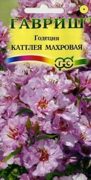цветы Годеция Каттлея, махровая ГАВРИШ