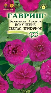 цветы Бальзамин Искушение светло-пурпурное Уоллера ГАВРИШ