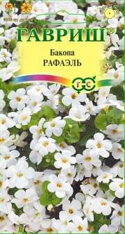 цветы Бакопа (Сутера) Рафаэль ГАВРИШ
