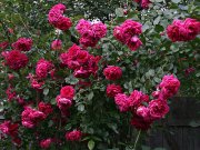 роза Лагуна плетистая