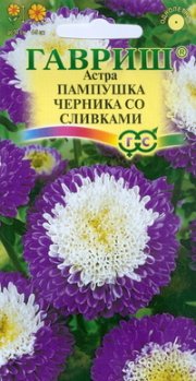 цветы Астра Пампушка черника со сливками ГАВРИШ