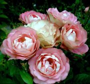 роза Акрополис флорибунда