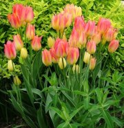 тюльпан Антуанетт многоцветковый 8 шт