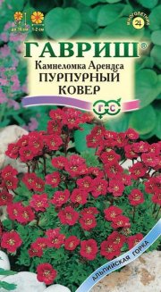 цветы Камнеломка АрендсаПурпурный Ковер ГАВРИШ