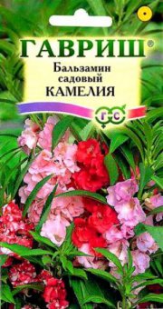 цветы Бальзамин Камелия садовый ГАВРИШ