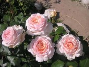 роза Андре ле Нотре кустовая
