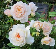 роза Крокус Роуз кустовая