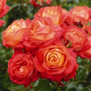 роза Мидсаммер флорибунда