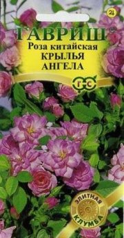цветы Роза китайская Крылья Ангела ГАВРИШ