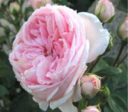 роза Белая с розовым кантом кустовая