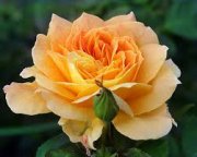 роза Желто-персиковая кустовая