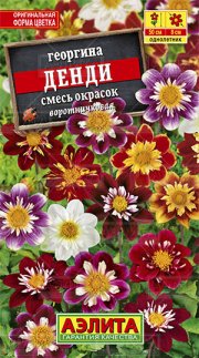 цветы Георгина Денди,смесь АЭЛИТА