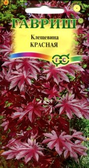 цветы Клещевина Красная ГАВРИШ
