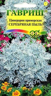 Цветы Цинерария Серебряная пыль ГАВРИШ
