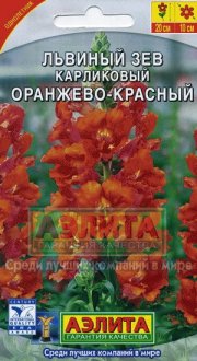 цветы Львиный зев Карликовый Оранжево-красный АЭЛИТА