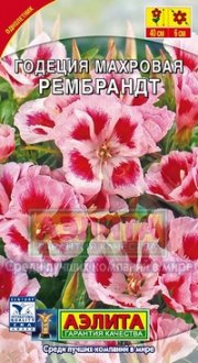 цветы Годеция Рембрандт АЭЛИТА