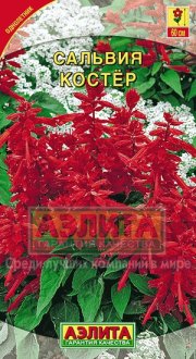цветы Сальвия Костер АЭЛИТА