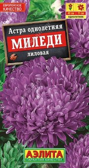 цветы Астра Миледи Лиловая АЭЛИТА