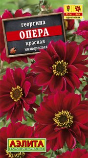 цветы Георгина Опера красная АЭЛИТА