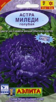 цветы Астра Миледи голубая  АЭЛИТА